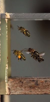 bienenhaus13